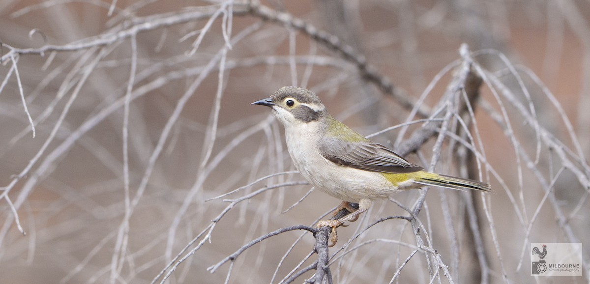 Brown-headed Honeyeater - ML646626037