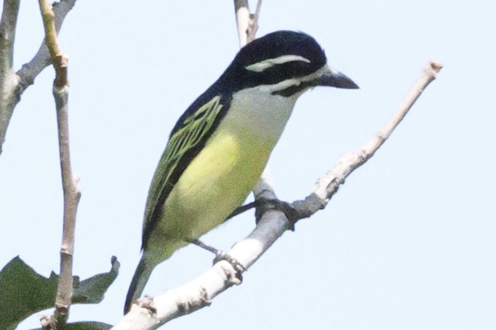 Barbion à croupion jaune - ML646626038