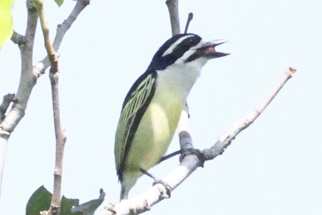 Barbion à croupion jaune - ML646626039