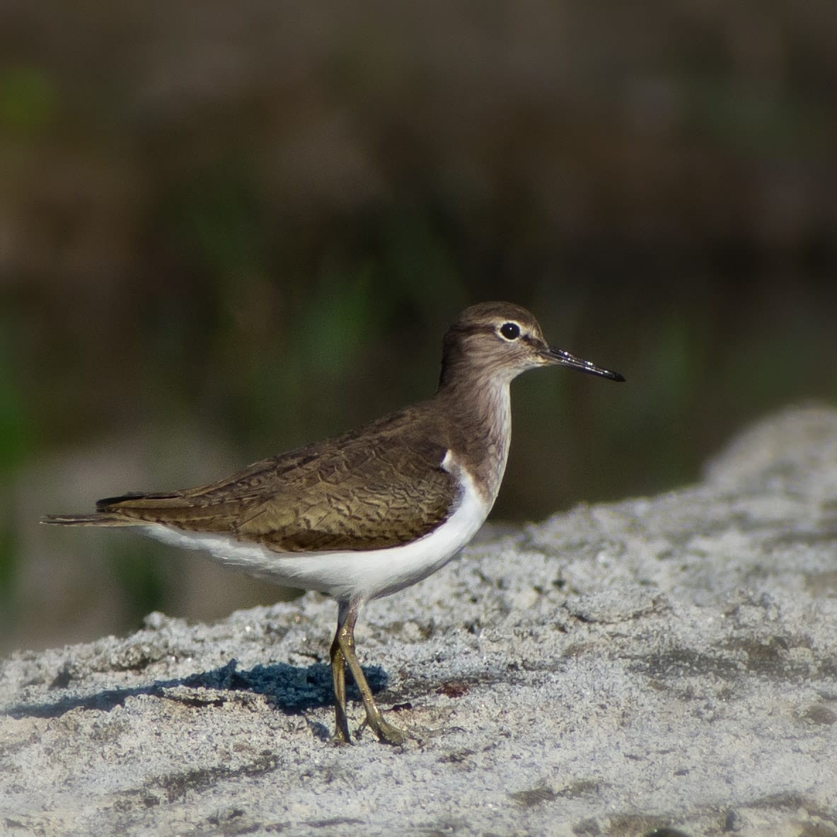 Common Sandpiper - ML646626041