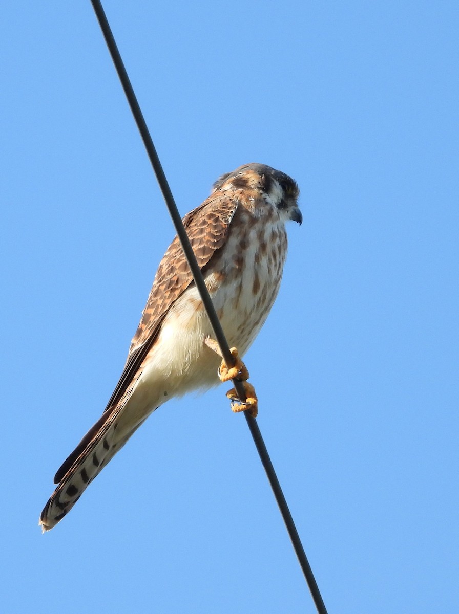 アメリカチョウゲンボウ - ML646626042