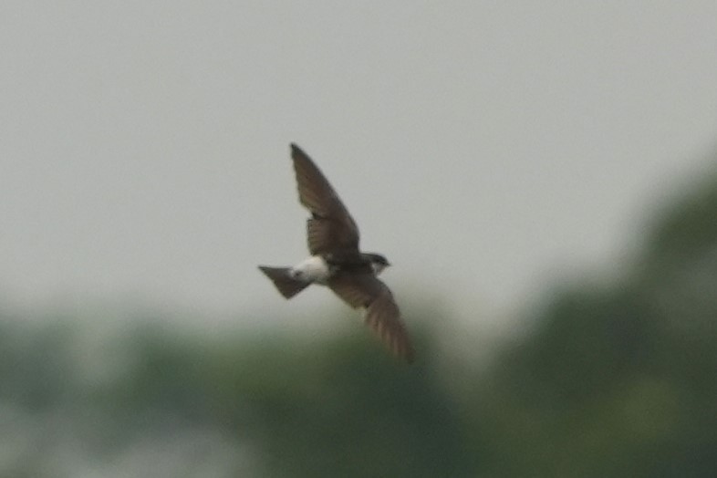 Siberian House-Martin - ML646626043