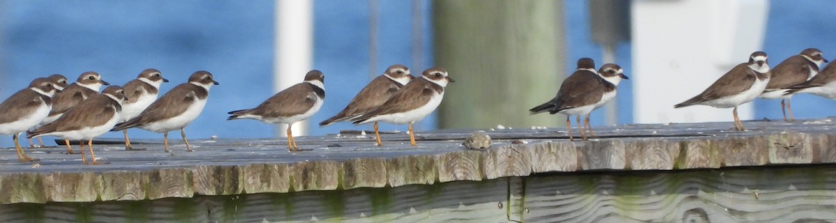 ミズカキチドリ - ML646626046