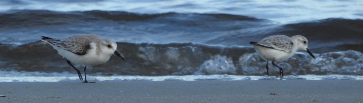 ミユビシギ - ML646626049