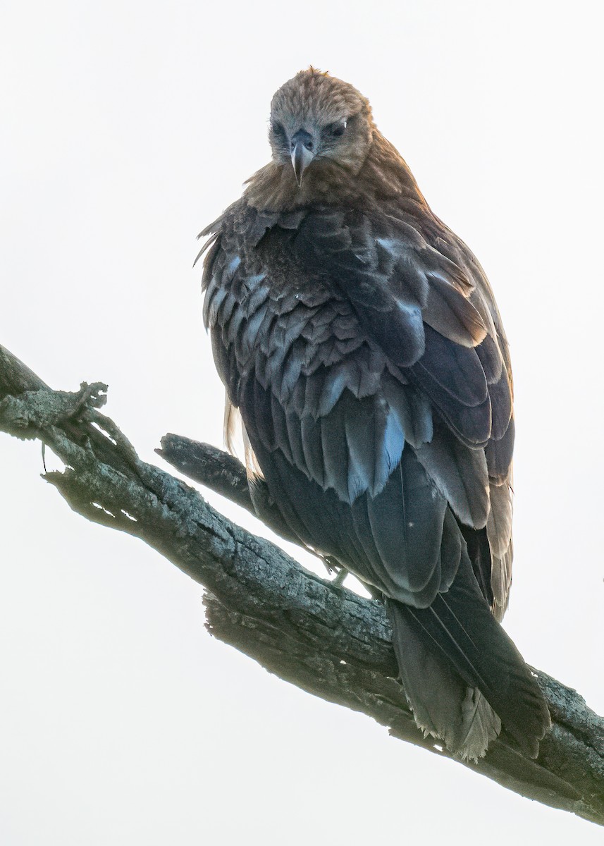 Brahminy Kite - ML646626054