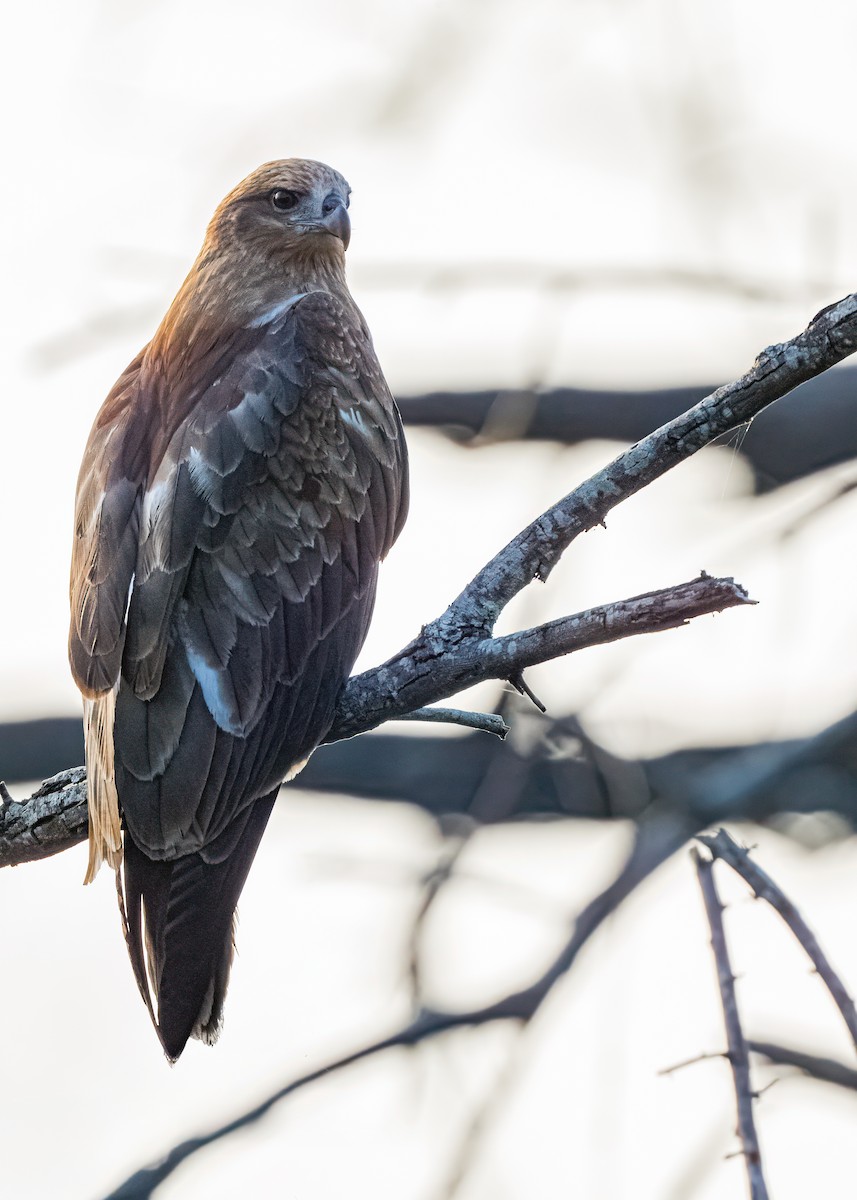 Brahminy Kite - ML646626055