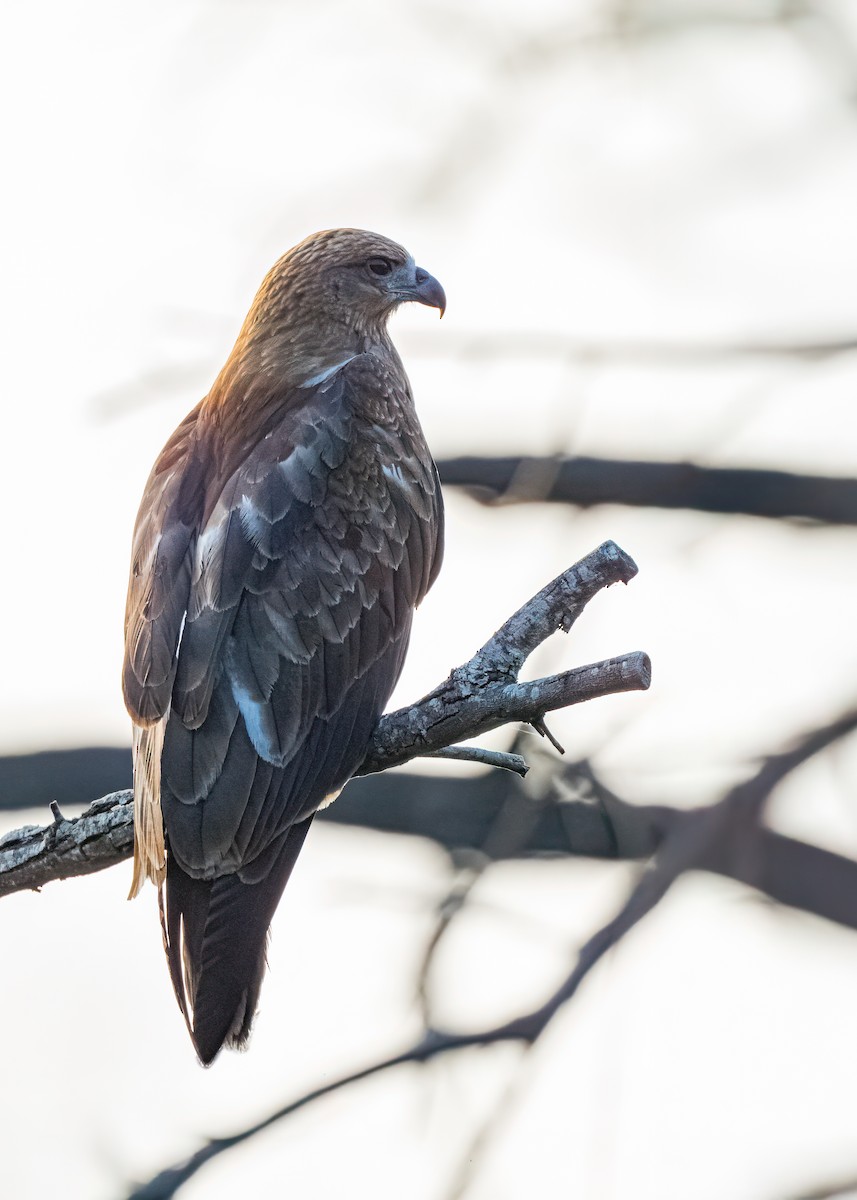 Brahminy Kite - ML646626056