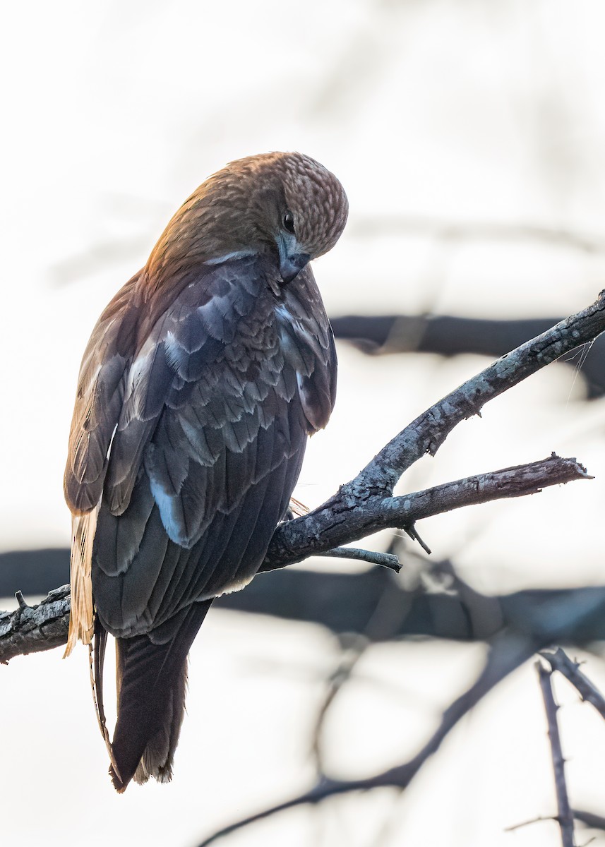 Brahminy Kite - ML646626057