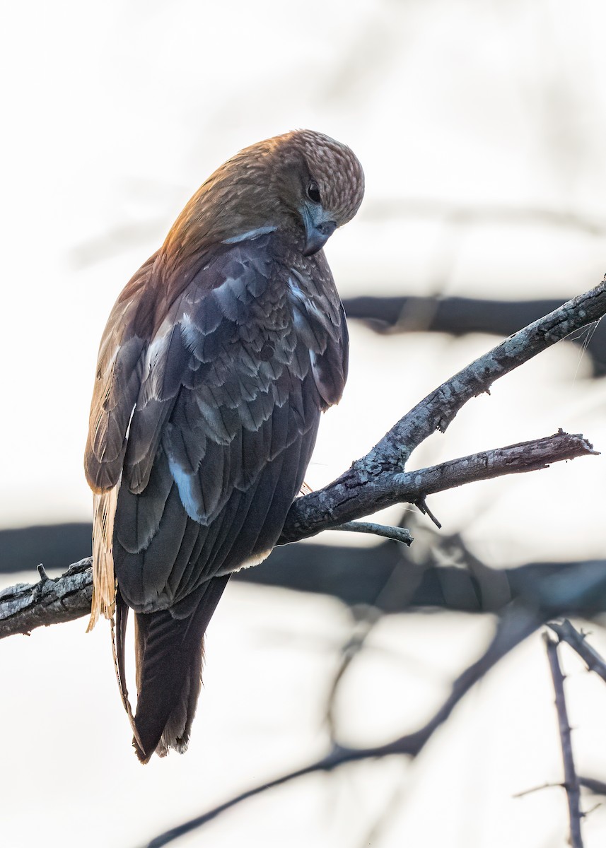 Brahminy Kite - ML646626058