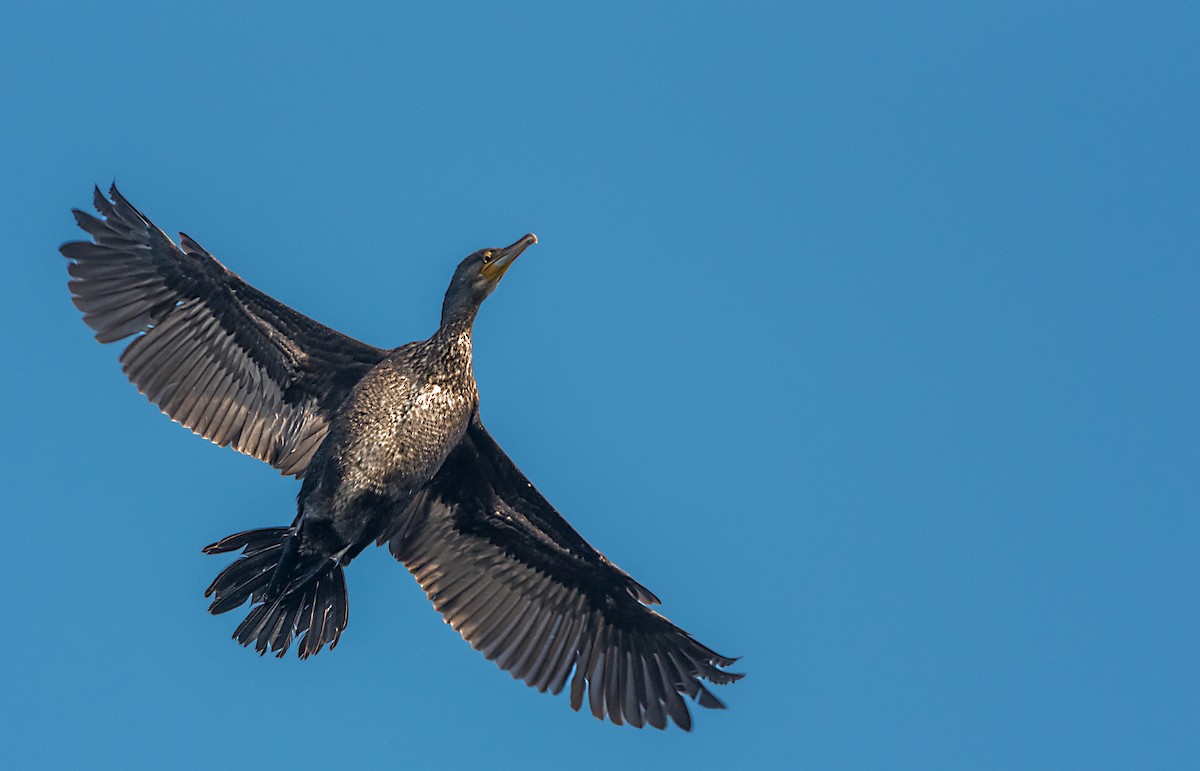 Great Cormorant - ML646626061