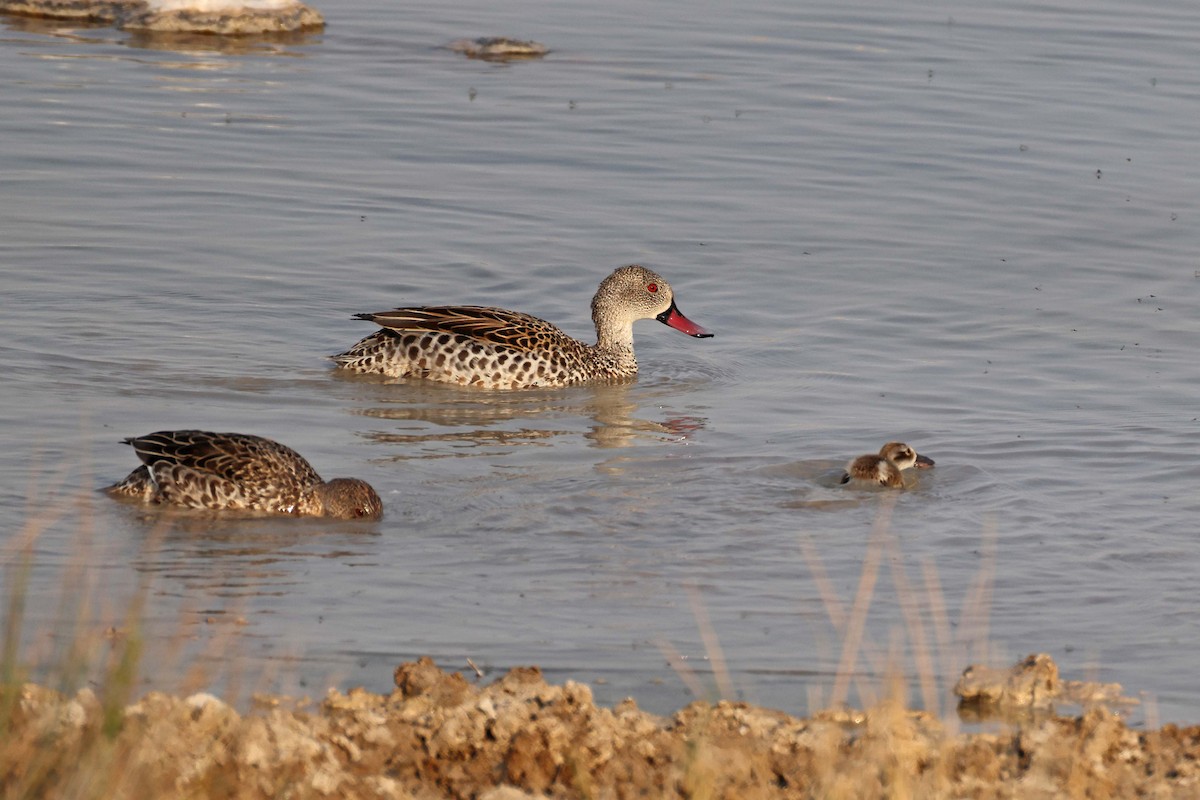 Cape Teal - ML646626063
