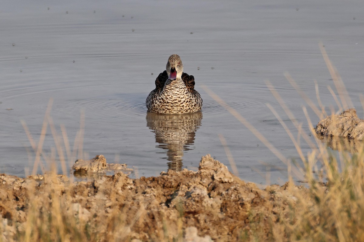 Cape Teal - ML646626064