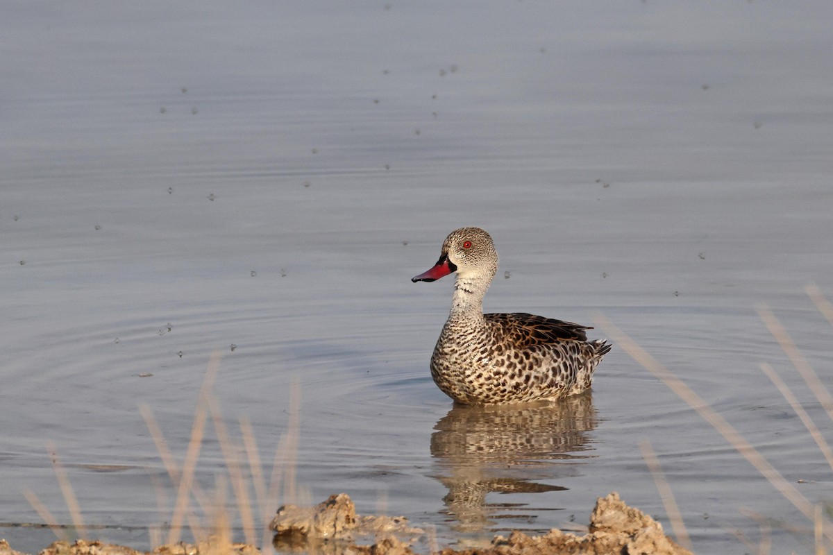 Cape Teal - ML646626065