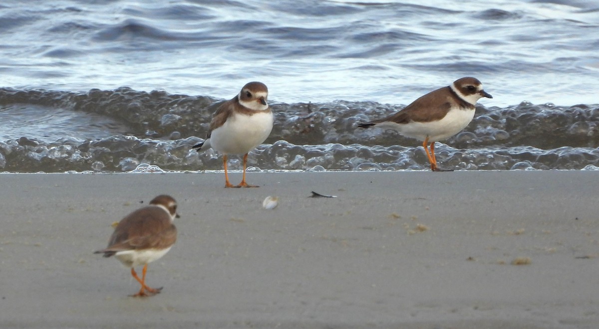 Semipalmated Plover - ML646626066