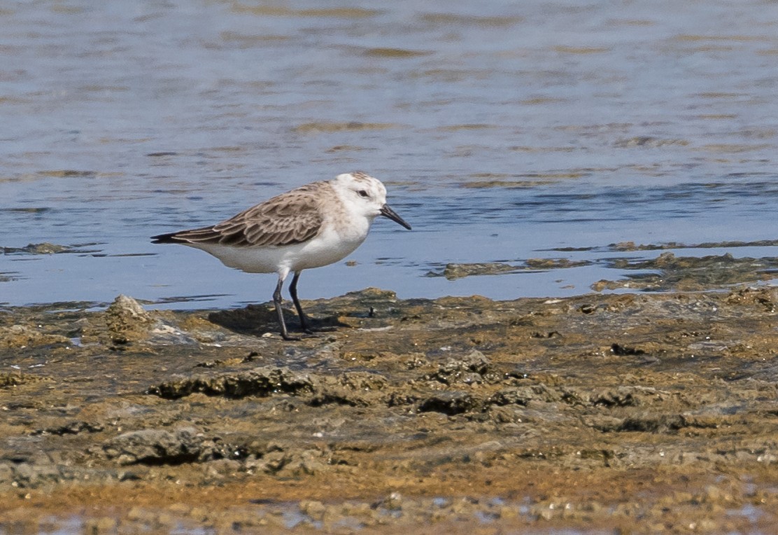 Red-necked Stint - ML646626067
