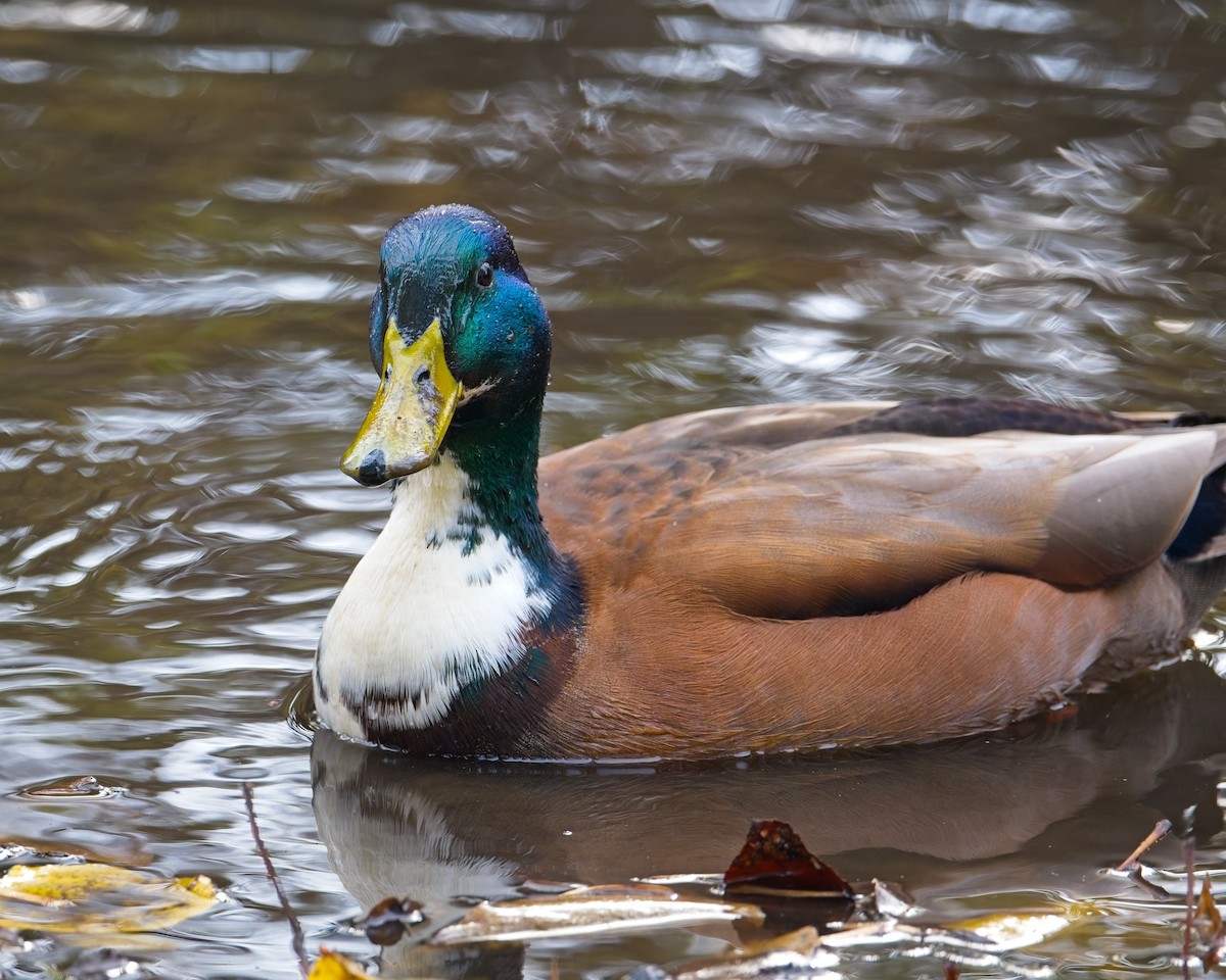 Mallard (Domestic type) - ML646626068