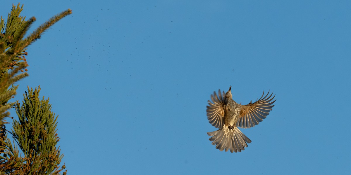Brown-eared Bulbul - ML646626069