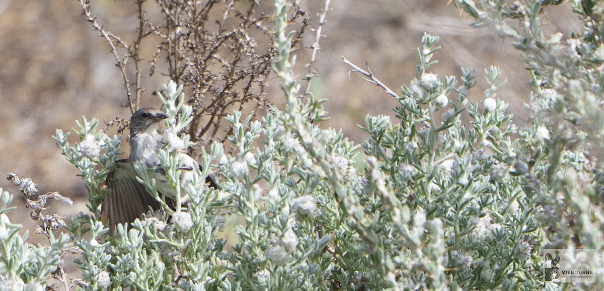 Mistletoebird - ML646626070