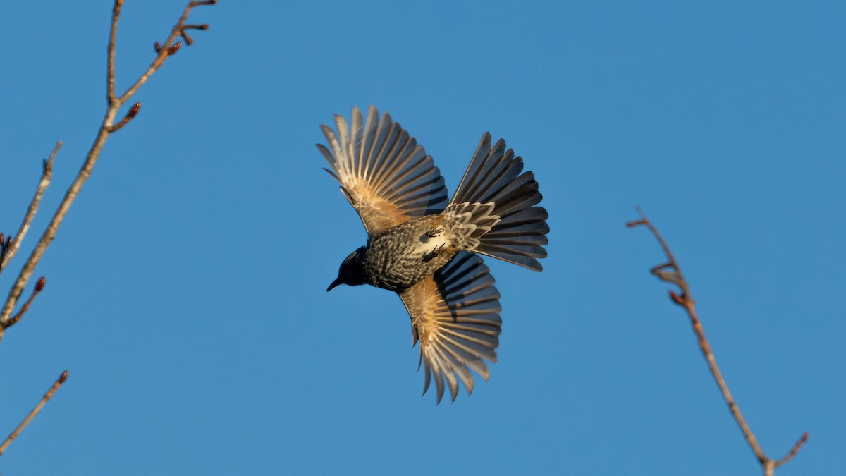 Brown-eared Bulbul - ML646626071