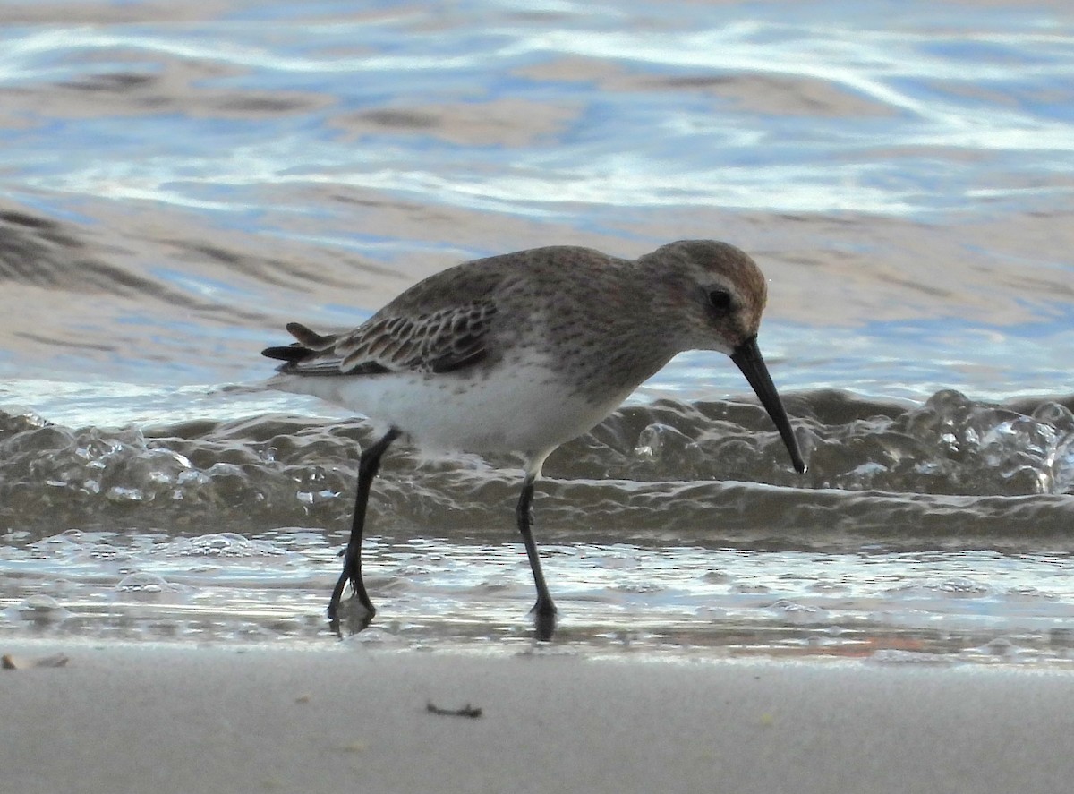 Dunlin - ML646626073