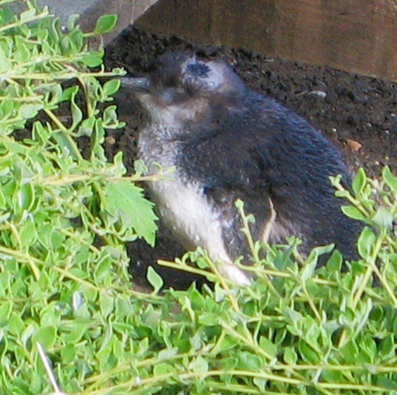 Little Penguin - ML646626074