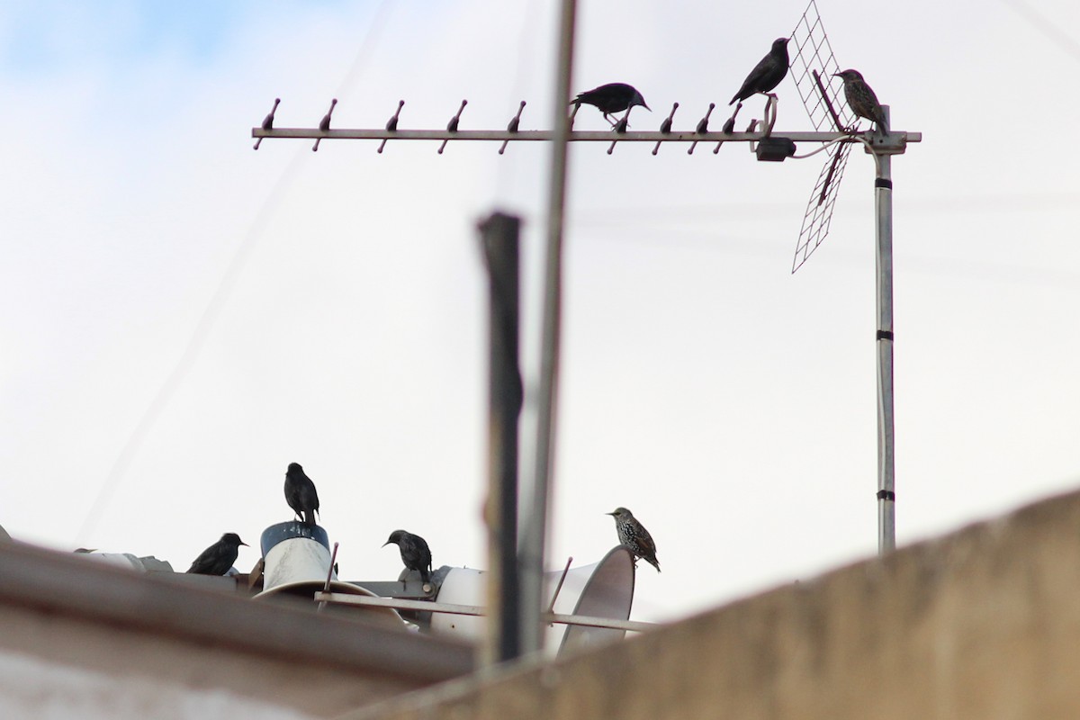 Spotless Starling - ML646626075