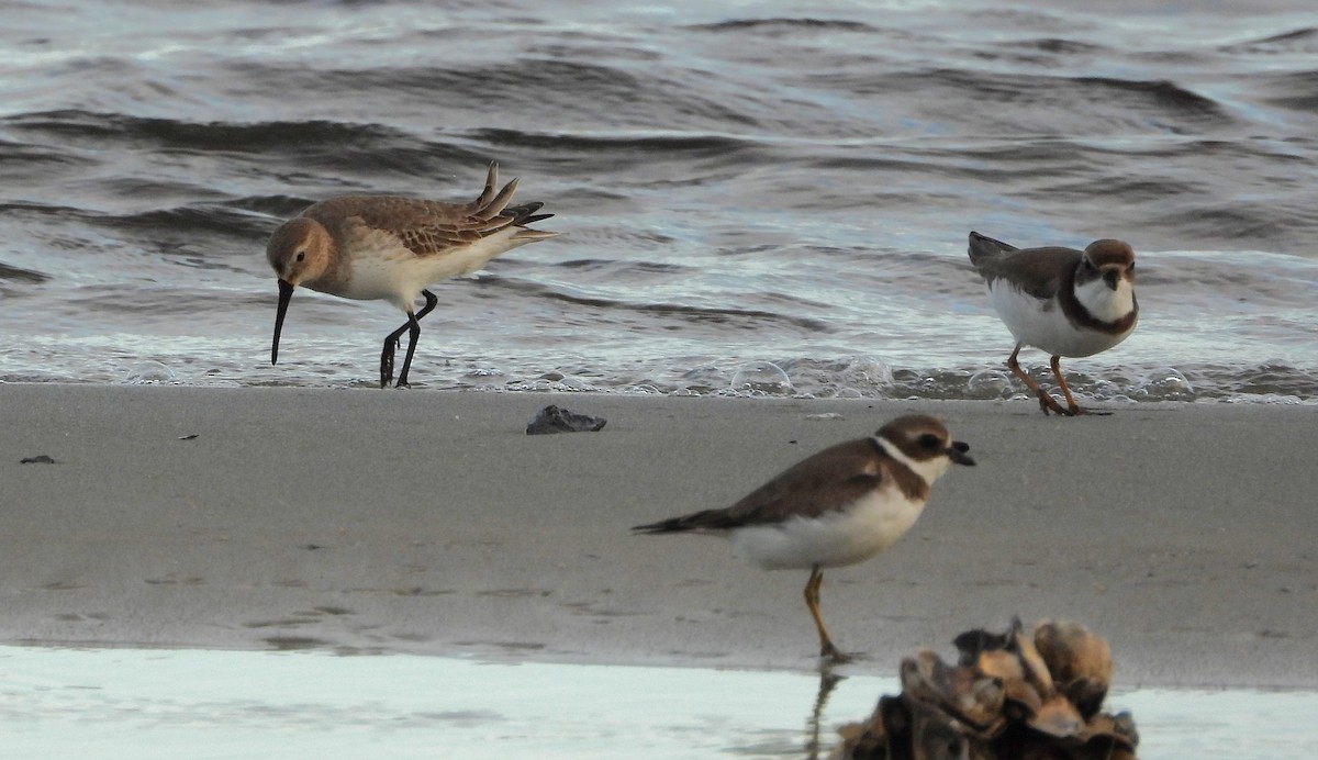 Dunlin - ML646626076
