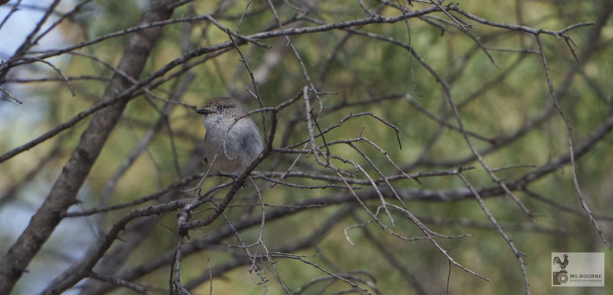 Chestnut-rumped Thornbill - ML646626077