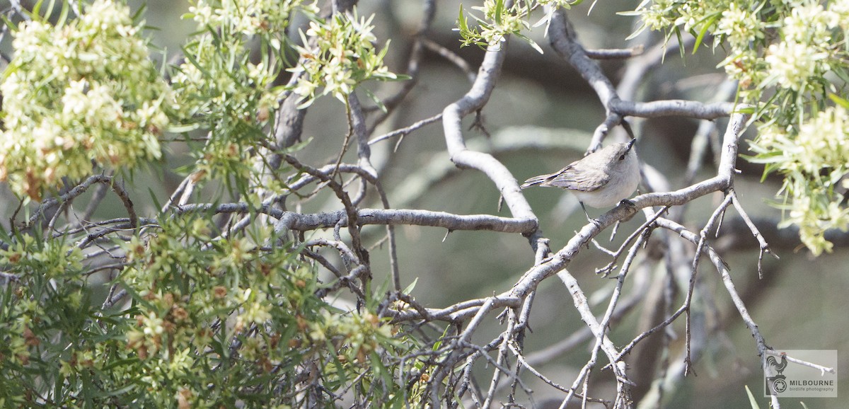 Western Gerygone - ML646626078