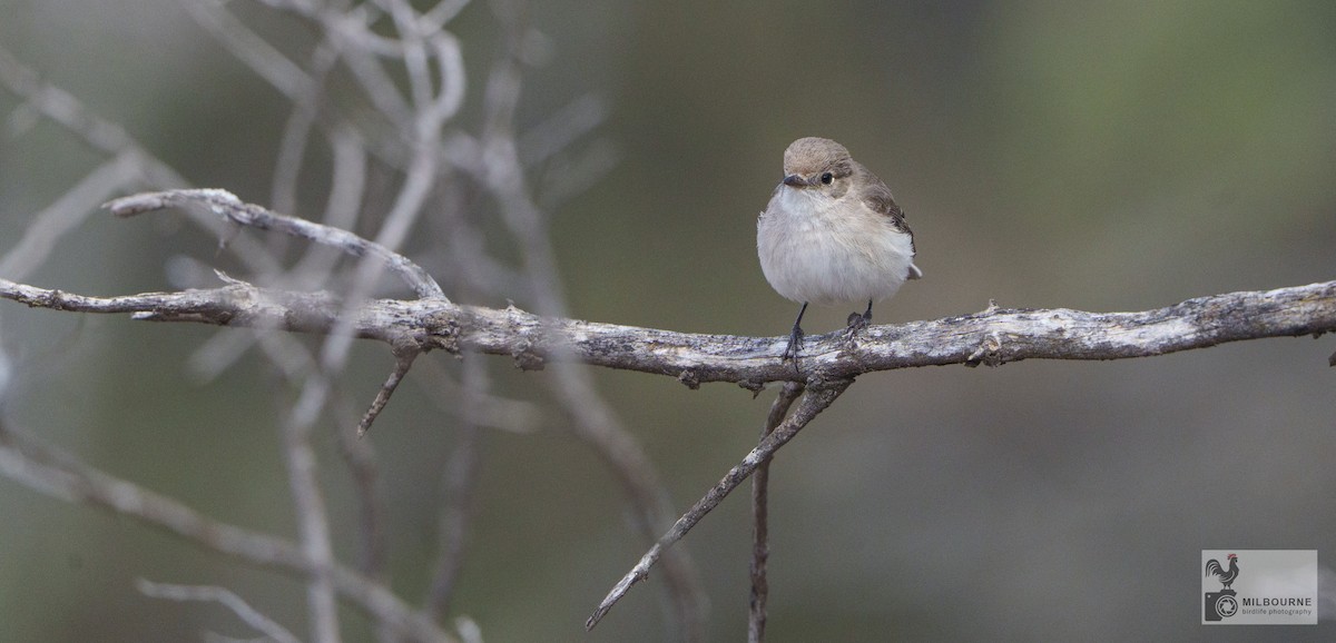 Red-capped Robin - ML646626079