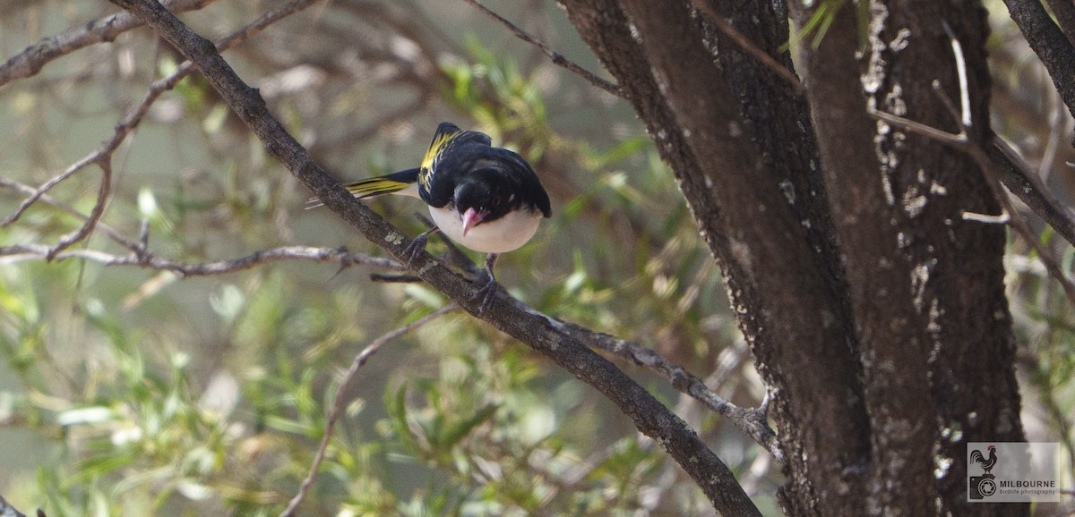 Painted Honeyeater - ML646626080