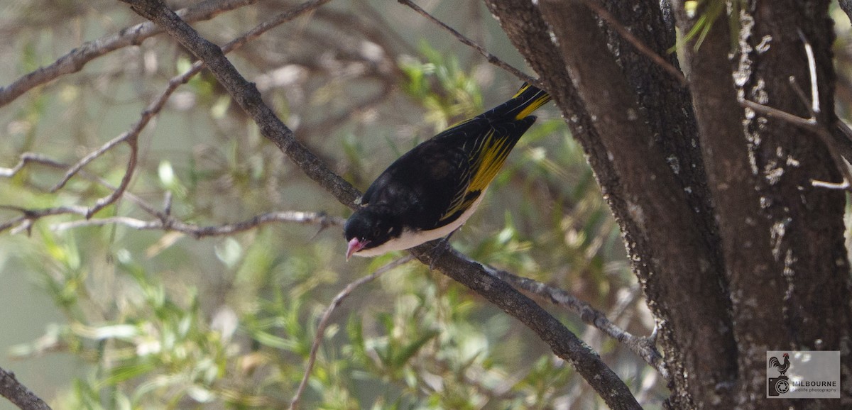 Painted Honeyeater - ML646626081