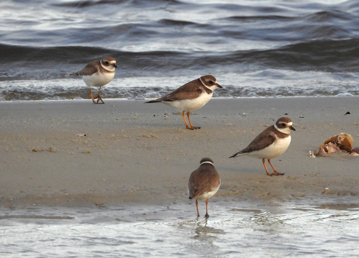 Semipalmated Plover - ML646626082