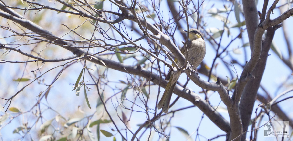Singing Honeyeater - ML646626083
