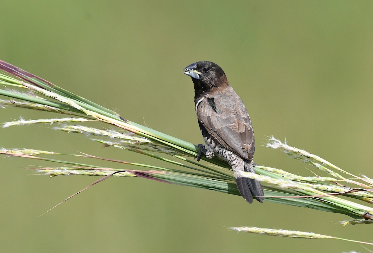 Bronze Mannikin - ML646626085