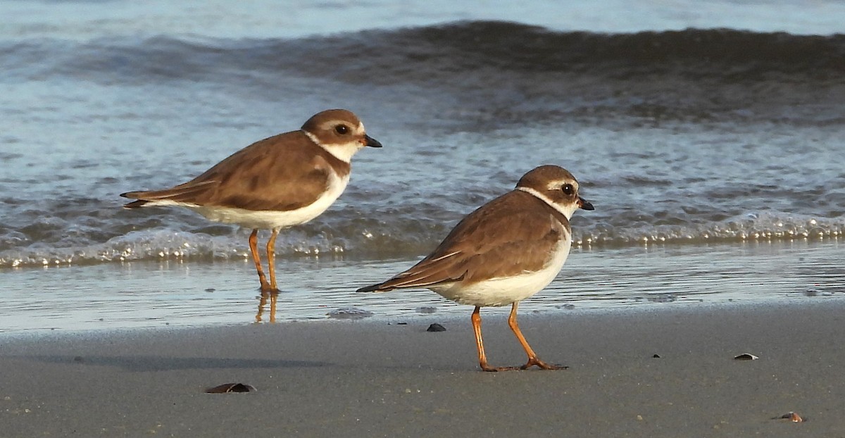Semipalmated Plover - ML646626087