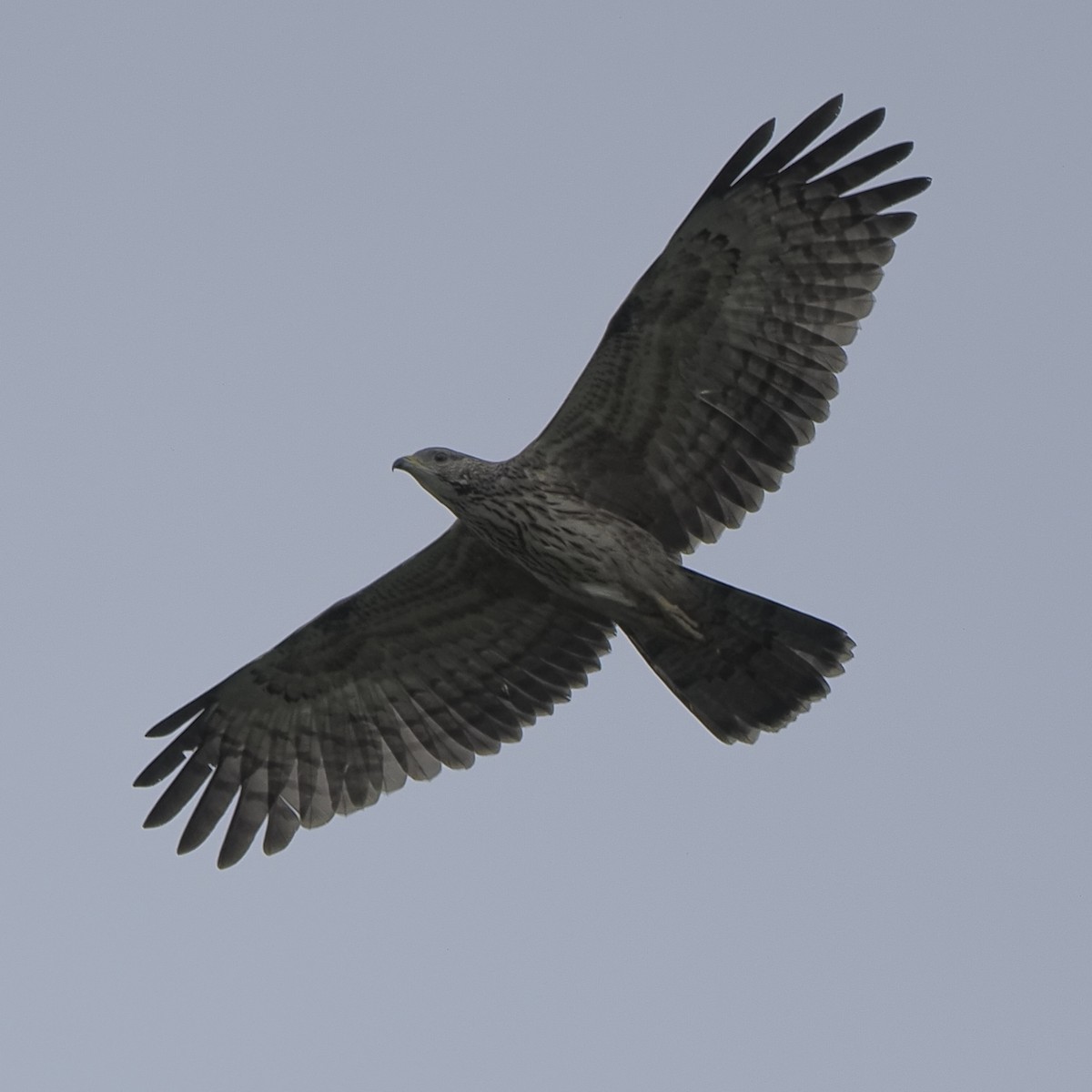 Oriental Honey-buzzard - ML646626088