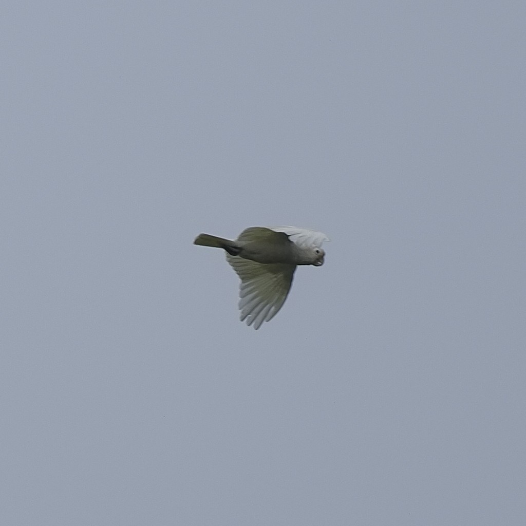 Tanimbar Corella - ML646626089