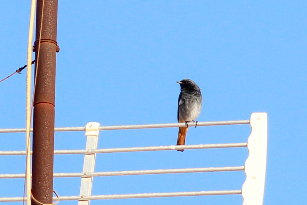 חכלילית סלעים - ML646626090