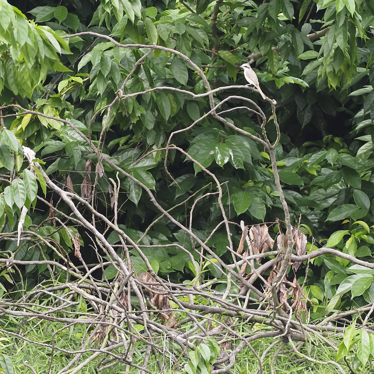 brunvarsler - ML646626091