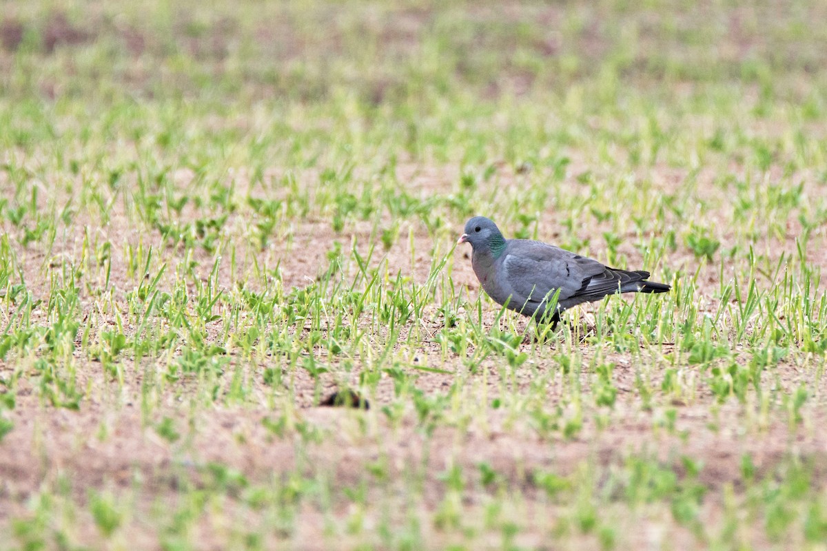 Colombella - ML646626092