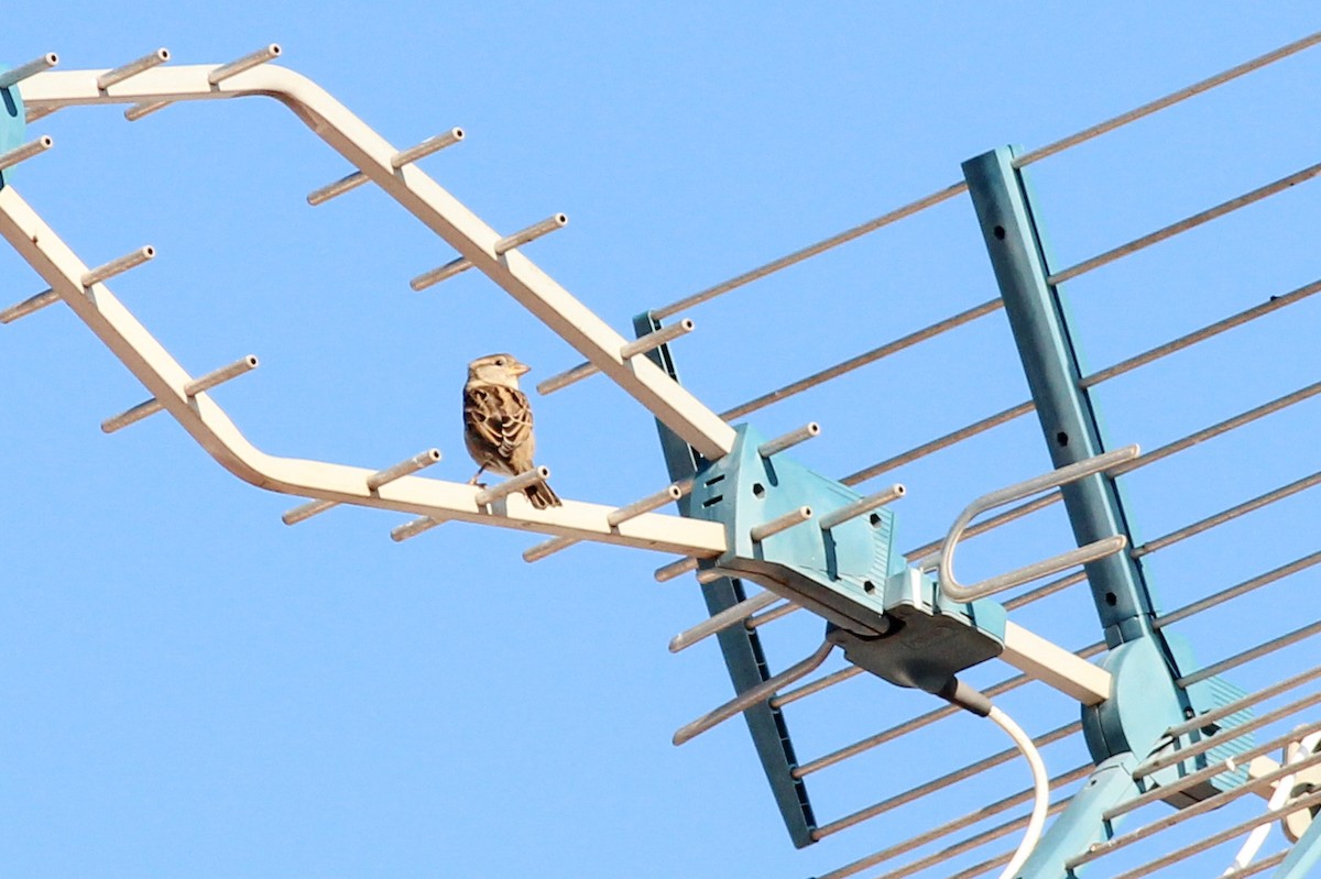 דרור הבית - ML646626093