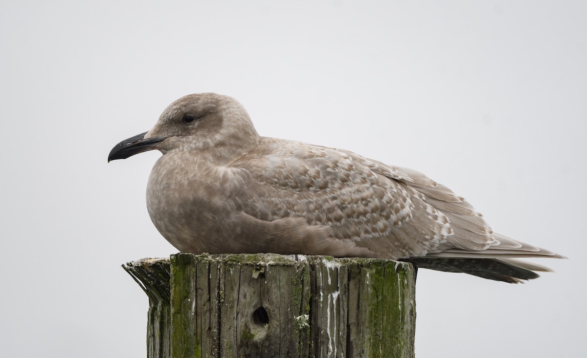 Glaucous-winged Gull - ML646626095