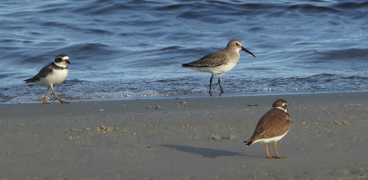 ハマシギ - ML646626096