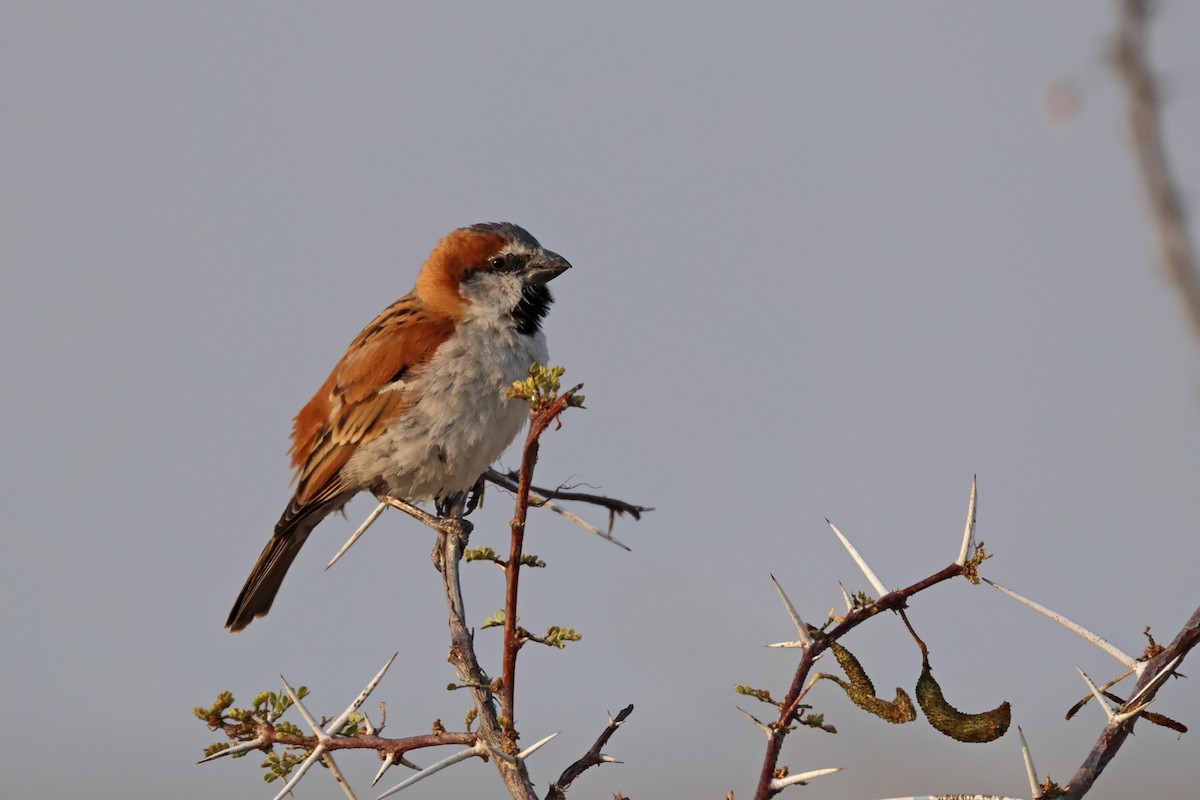 オオスズメ - ML646626097