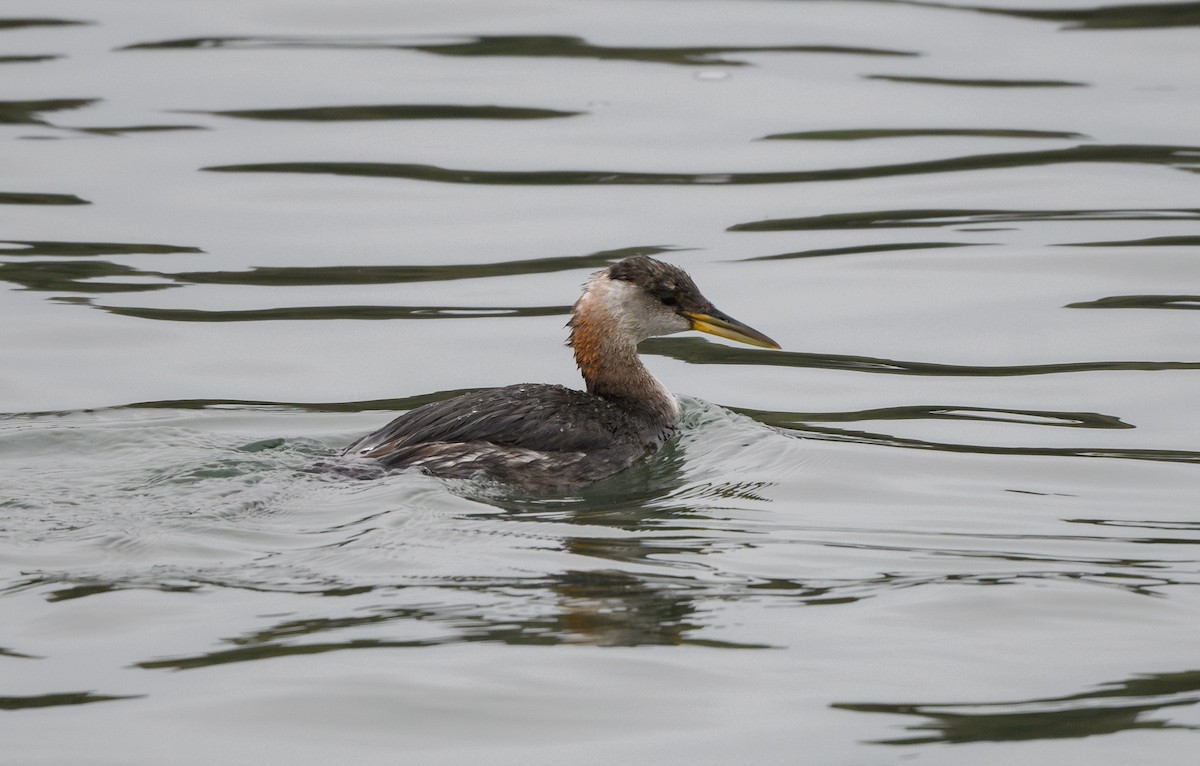 Red-necked Grebe - ML646626098