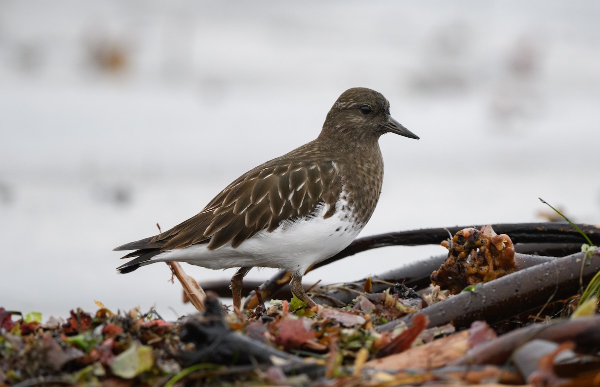 Black Turnstone - ML646626099