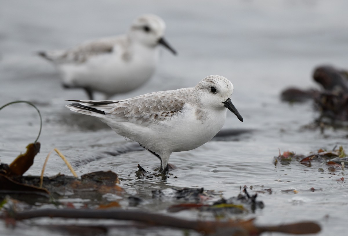 Txirri zuria - ML646626100