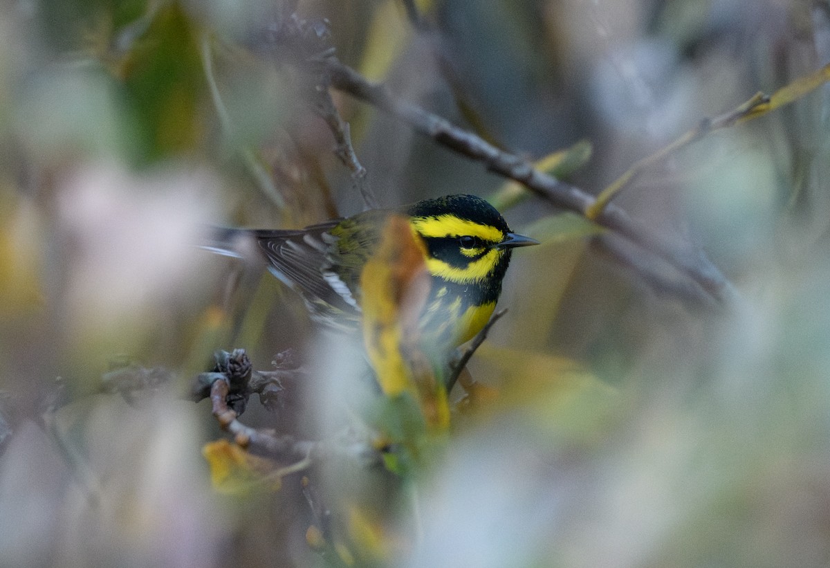 Townsend's Warbler - ML646626101