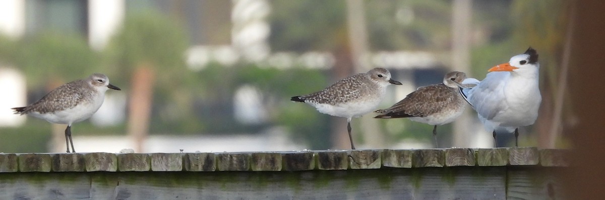 アメリカオオアジサシ - ML646626108